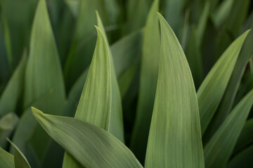 close up of green grass