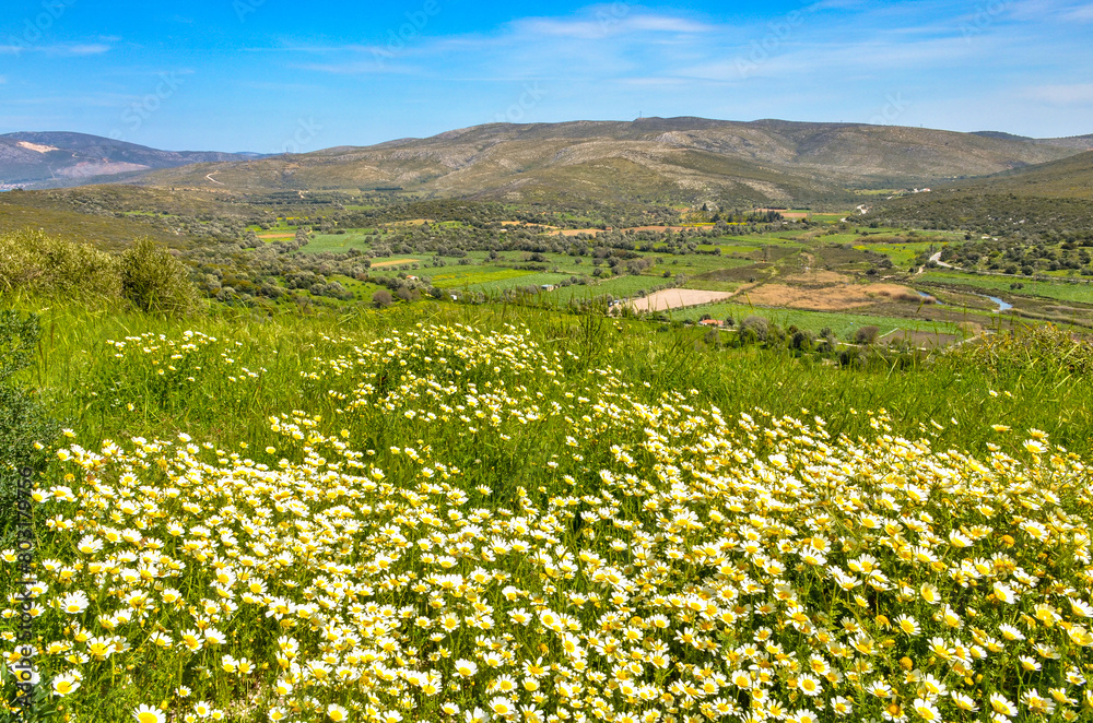 Wall mural spring flowers and hills of Ildir valley scenic view from Erythrai antique ruins (Izmir province, Turkey)