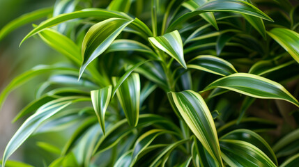 Fototapeta premium Close-Up of Vibrant Dracaena Leaves in Natural Indoor Light