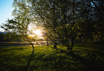 Dramatically illuminated park tree during sunset landscape