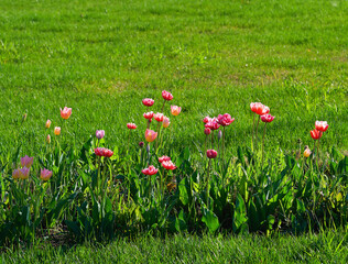 Tulips during late spring nature landscape backdrop