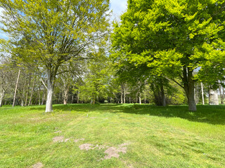 A bridleway has been mown in grass between an avenue of deciduous green trees leading into distance