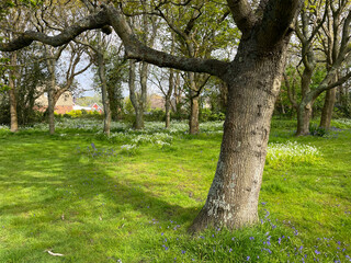 Tree trunk in foreground with others in background in suburban green space with residential housing visible in distance.Recreation.Park.Woodland