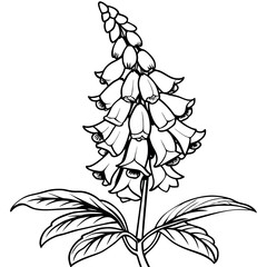 Foxglove flower plant outline illustration coloring book page design, Foxglove flower plant black and white line art drawing coloring book pages for children and adults