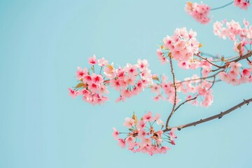 cherry blossom branches against clear blue sky in tokyo spring photography