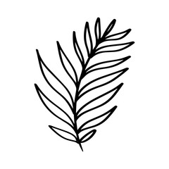 Palm leaf plant illustration