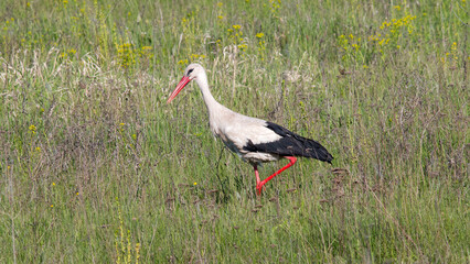white stork ciconia
