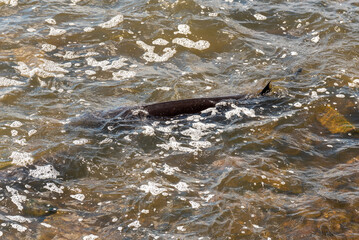 Obraz premium Strugeon Spawning In Spring At The Fox River Dam And Rapids In De Pere, Wisconsin
