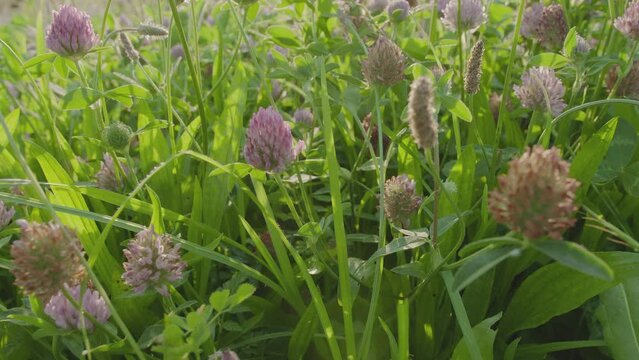 Blooming clovers or trefoil flowers. Camera moving along flower carpet.