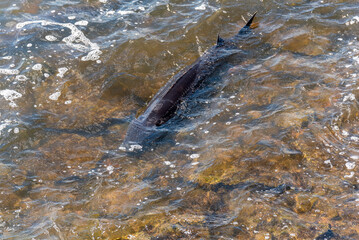 Fototapeta premium Strugeon Spawning In Spring At The Fox River Dam And Rapids In De Pere, Wisconsin