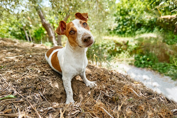 Funny playful Jack Russell Terrier dog with snout dirt after digging a hole in the ground playing...