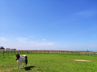 Obraz premium Animal farm in Leicester, UK, green lawn, blue sky and white clouds, pasture railings, animals playing freely and happily