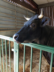 Animal farm in Leicester, UK. The animals eat hay and food in their pens and are happy to see...