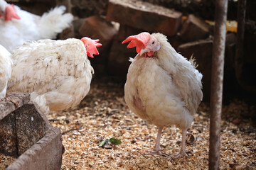 Chickens on a poultry farm
