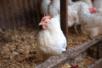 White chicken on a farm