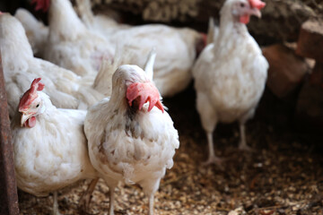 White chickens in a henhouse