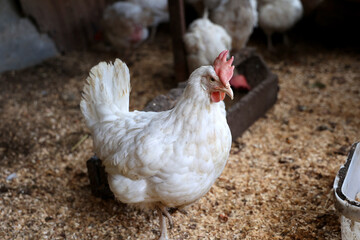  A white chicken with a red comb and wattles is sitting on the ground