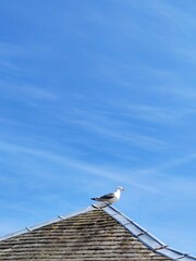 Animal farm in Leicester, UK, green lawn, blue sky and white clouds, pasture railings, animals playing freely and happily