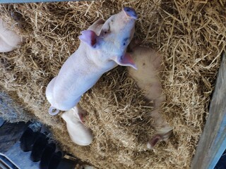 Animal farm in Leicester, UK. The animals eat hay and food in their pens and are happy to see...
