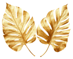 PNG  Monstera leave plant leaf gold.