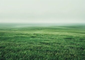Fototapeta premium Green Grass Field Under The Foggy White Sky