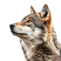 Fototapeta premium Wolf face shot side view on isolated transparent background