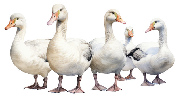 A group of geese standing in a row, looking at the camera in isolated on transparent background