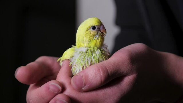 Fledgling budgerigar in hands. A young grass parakeet.