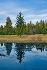 Obraz premium tree reflected in a pond