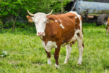 brown and white horned cow grazes on meadows