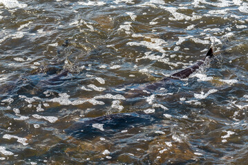 Strugeon Spawning In Spring At The Fox River Dam And Rapids In De Pere, Wisconsin