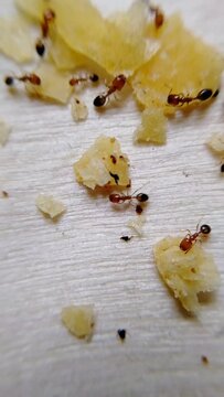 Red fire ants are eating food in the kitchen over wooden board. Feeding the colonies of ants in the morning as symbol of kindness