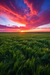 Field of wheat under a setting sun