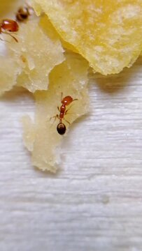 Red fire ants are eating food in the kitchen over wooden board. Feeding the colonies of ants in the morning as symbol of kindness