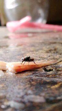 House fly is eating dirty fish fin. Example of unhygienic place in kitchen, restaurant, fish market etc. This insect is responsible for spreading cholera, diarrhoea, anthrax, leprosy