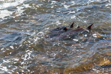 Obraz premium Strugeon Spawning In Spring At The Fox River Dam And Rapids In De Pere, Wisconsin
