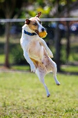jack russell terrier