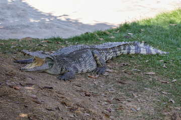The crocodile rest on the garden