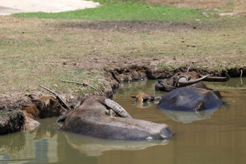 The buffalo is stay in the canal at thailand