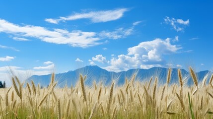 Obraz premium A beautiful golden wheat field with mountains in the distance under a blue sky
