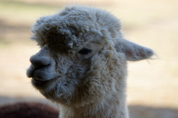 close up of alpaca with natural background