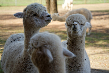 close up of alpaca with natural background