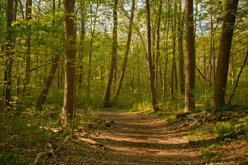 Hiking trail at Ferncliff Forest, Rhinebeck, New York