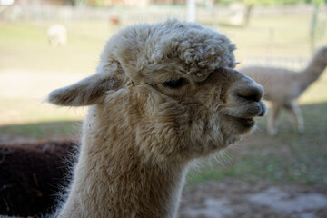 close up of alpaca with natural background