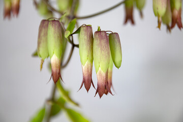 Closeup of flowers of cathedral bells flowers. (Bryophyllum pinnatum). A Succulent Plant Species of...