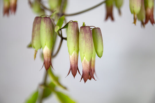 Closeup of flowers of cathedral bells flowers. (Bryophyllum pinnatum). A Succulent Plant Species of the Crassulaceae Family in the Order Saxifragales.