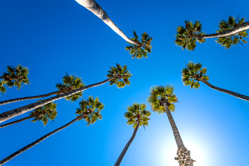 Giant palm trees (Washingtonia robusta) in Santa Barbara, California (USA) on a sunny day with blue sky seen from frog perspective with wide angle. “Mexican fan palms” or “Skyduster“ backlit by sun. - obrazy, fototapety, plakaty