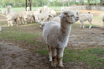 close up of alpaca with natural background