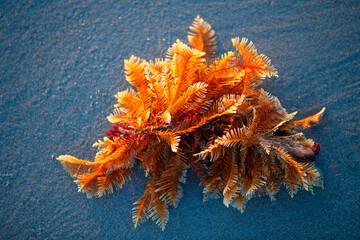 Colorful or marine animal (Hydrozoa) on the sandy beach of Carpinteria on the Found on the California coast of the Pacific Ocean. Orange and yellow feather-like structure in warm evening sunlight