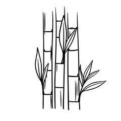 Fototapeta premium Bamboo tree line art